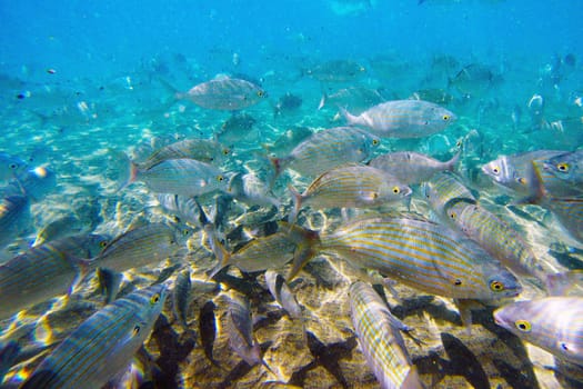 Wild fish Salema / Sarpa salpa in the ocean