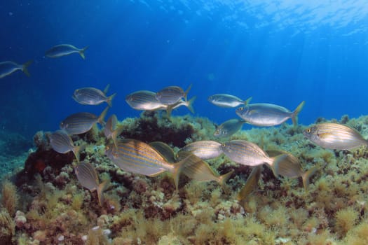 Wild fish Salema / Sarpa salpa in the ocean