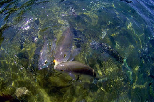 Wild fish Salema / Sarpa salpa in the ocean