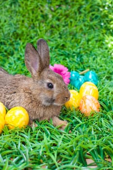 Easter eggs and little bunny