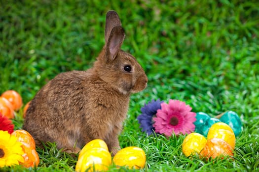 Easter eggs and little bunny