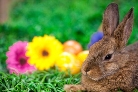 Easter eggs and little bunny