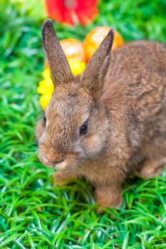 Easter eggs and little bunny