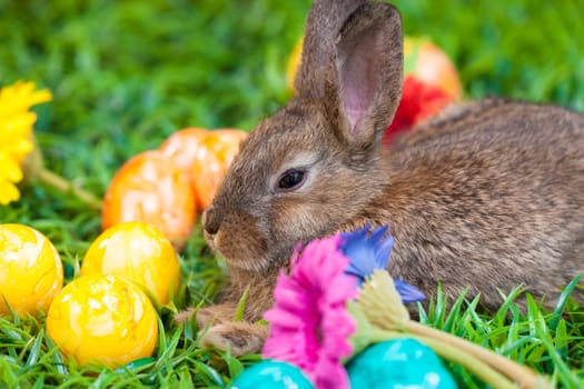 Easter eggs and little bunny