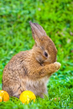 Easter eggs and little bunny