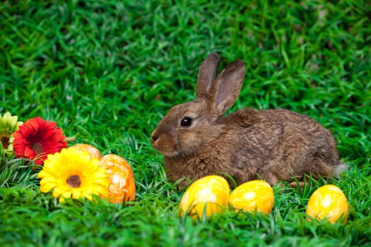 Easter eggs and little bunny