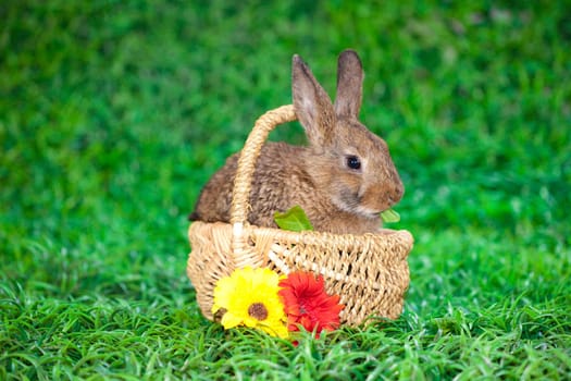 Easter eggs and little bunny