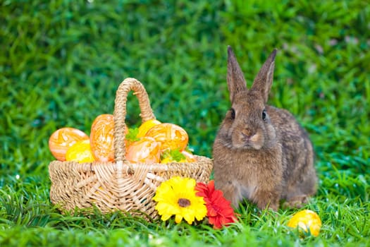 Easter eggs and little bunny