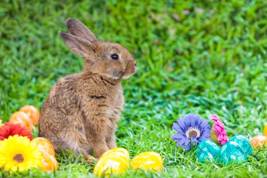 Easter eggs and little bunny
