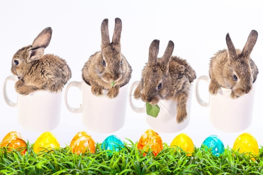 Easter little bunny
