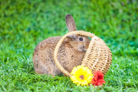 Easter eggs and little bunny