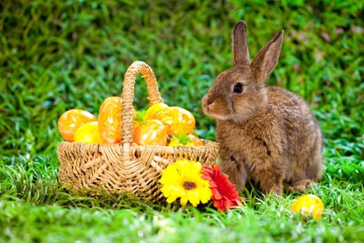 Easter eggs and little bunny