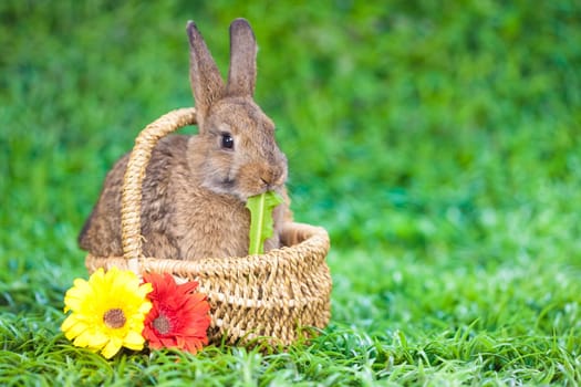 Easter eggs and little bunny