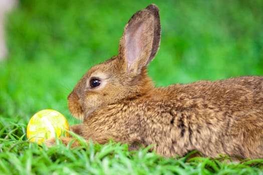 Easter eggs and little bunny