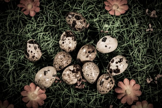Quail Lye,Studio