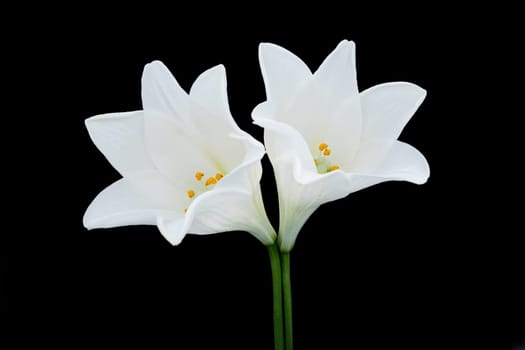 Easter Lily,close-up of Longi Lily with black background