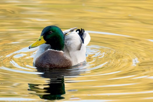 Swimming Mallard  / Wild Duck in Bedfont Lakes Country Park, London, United Kingdom