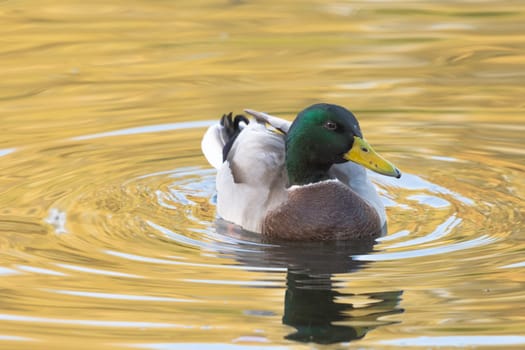 Swimming Mallard  / Wild Duck in Bedfont Lakes Country Park, London, United Kingdom