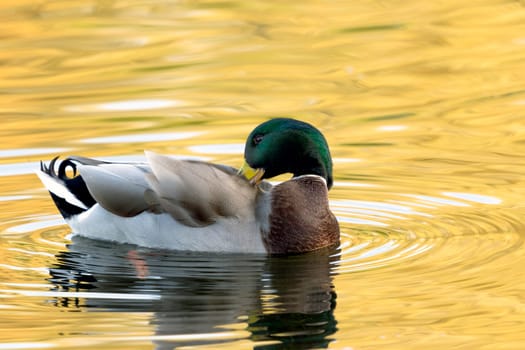 Swimming Mallard  / Wild Duck in Bedfont Lakes Country Park, London, United Kingdom