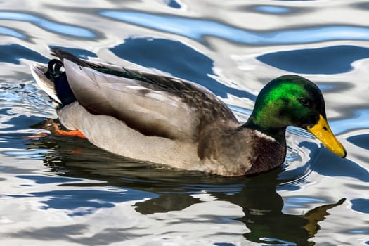 Swimming Mallard  / Wild Duck in Bedfont Lakes Country Park, London, United Kingdom