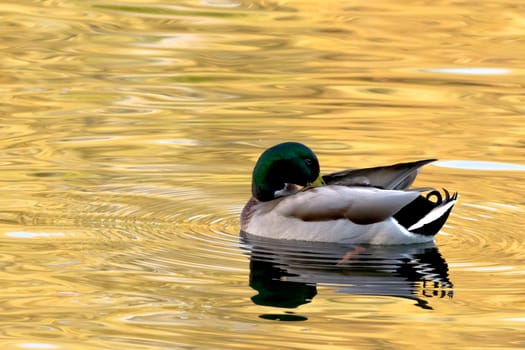 Swimming Mallard  / Wild Duck in Bedfont Lakes Country Park, London, United Kingdom