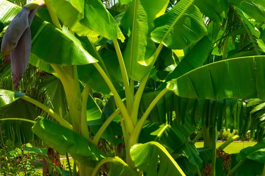 Tropic Garden