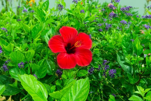 Hibiscus
