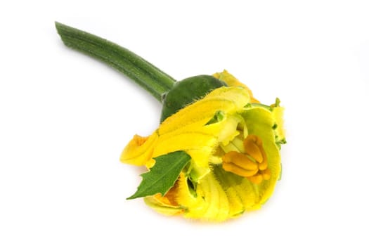 Young pumpkin with flower,close-up of the plant on a white background