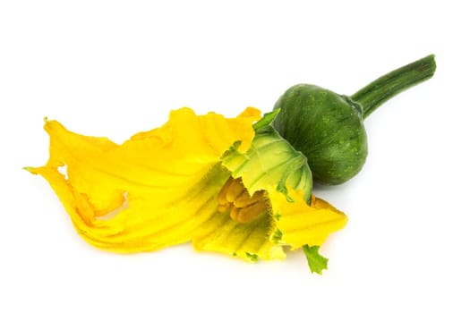 Young pumpkin with flower,close-up of the plant on a white background