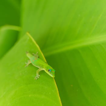 Curious gold dust day gecko with missing tail resting on leaf.