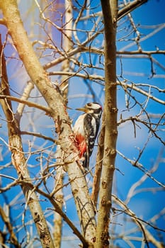 White-backed Woodpecker (Dendrocopos leucotos) on the Bare Tree
