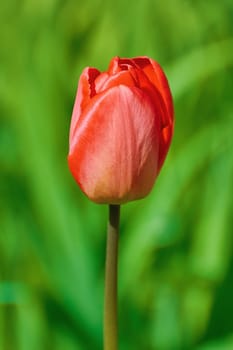 Red Tulip Flower against the Green Background