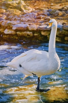 White Swan Stands on the Ice