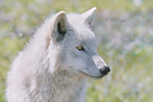 Alaskan Tundra Wolf (Canis Lupus Tundrarum), also Known as the Barren-ground Wolf