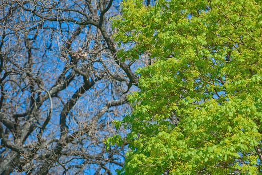 Young Maple Leaves on a Background of Bare Tree