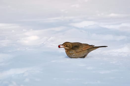Song Thrush with Berry in the Snow