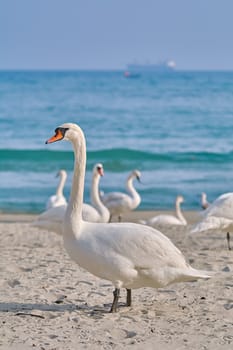White Swan on the Beach of Black Sea