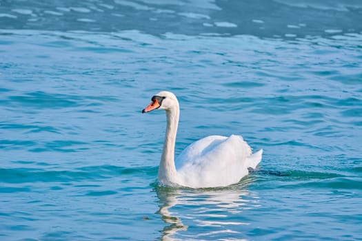 White Swan Swims in the Black Sea