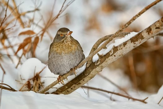 Song Thrush (Turdus Philomelos) Perching on a Brunch