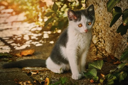 Homeless Black and White Kitten on the Street of a City
