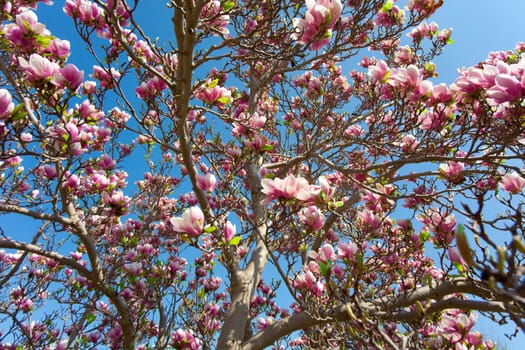 Magnolia blossom