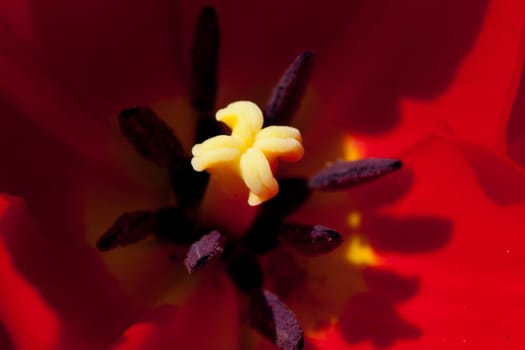 Red Tulips