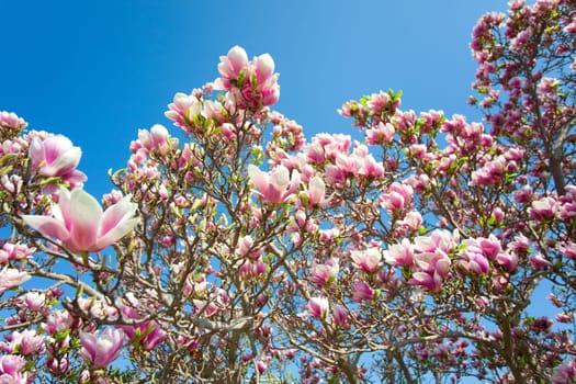 Magnolia blossom