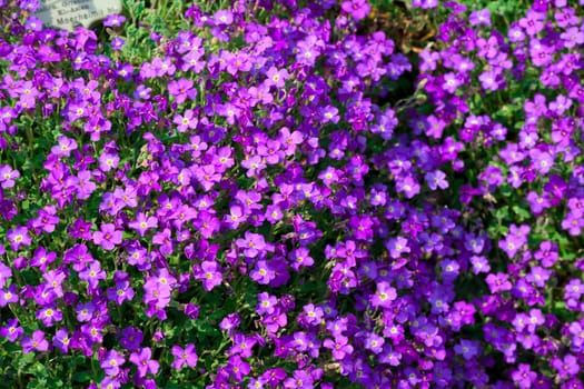Purple phlox