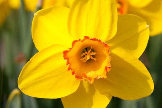 Yellow red tulips