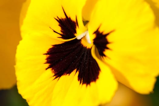 Yellow red tulips