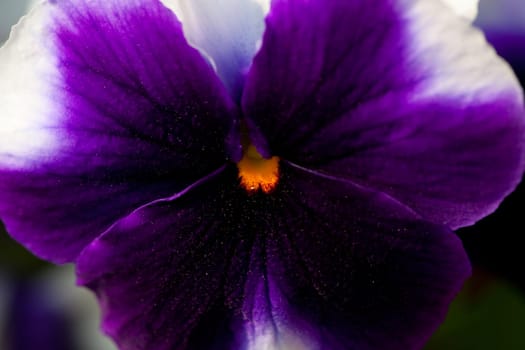 Purple phlox