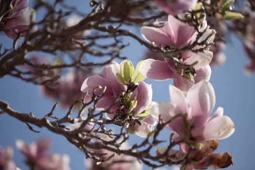 Magnolia blossom