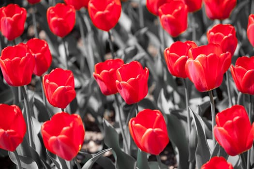 Tulips garden