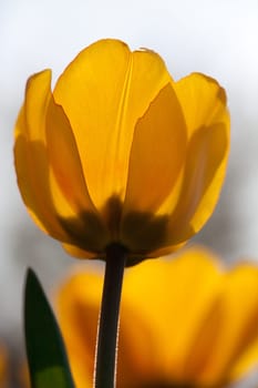 Yellow red tulips